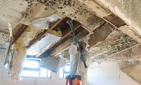 Why You Should Choose Our Mold Remediation Services in Dalton, PA